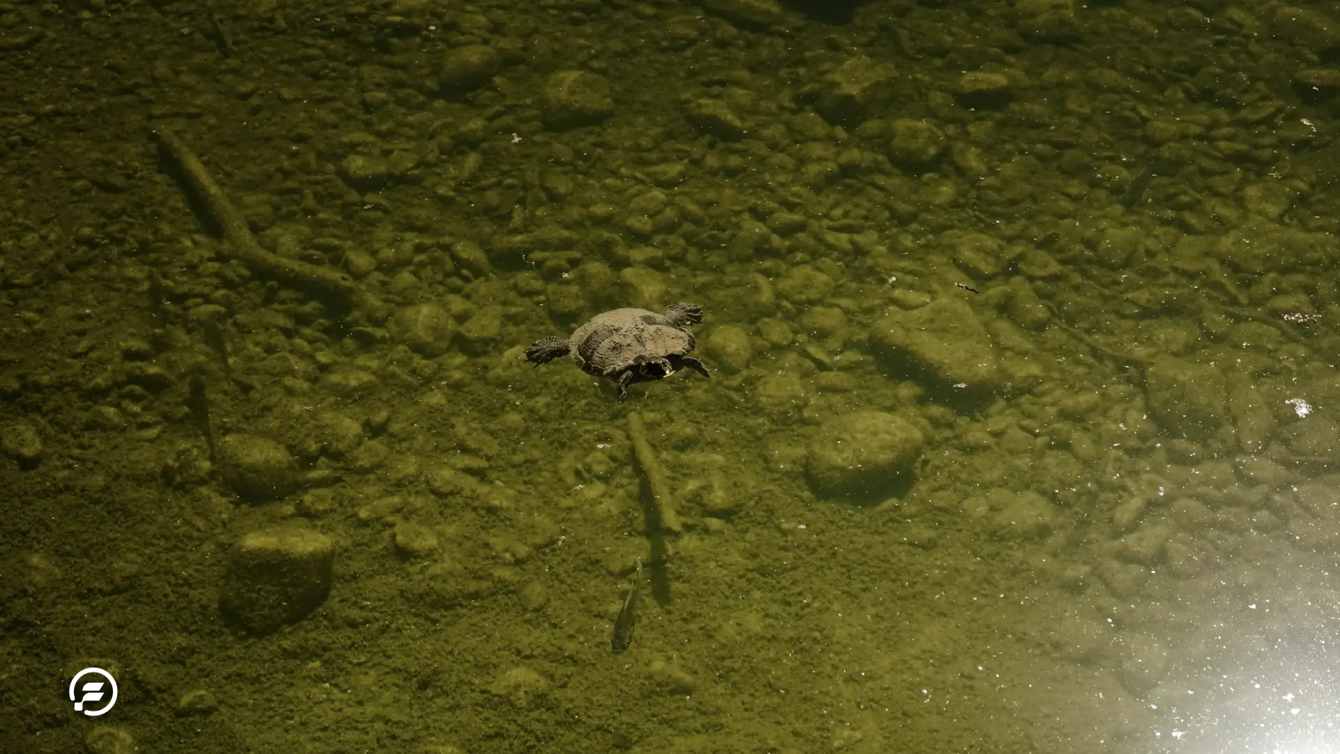 A turtle swimming at Mckinney State Park.