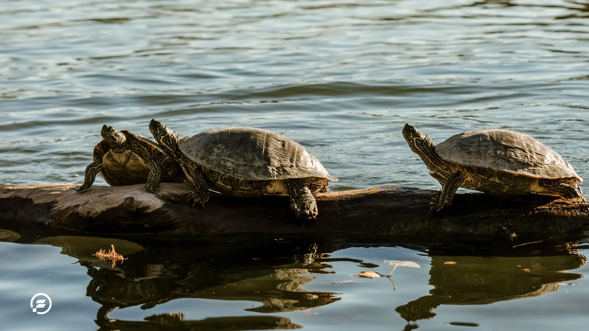 A few turtles hanging out on a log floating in the water.