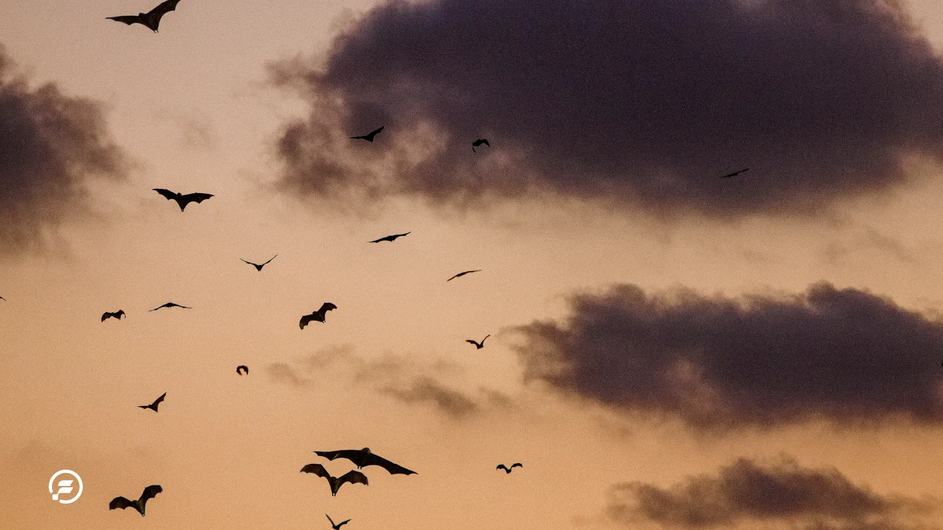 A swarm of bats flying during dusk.